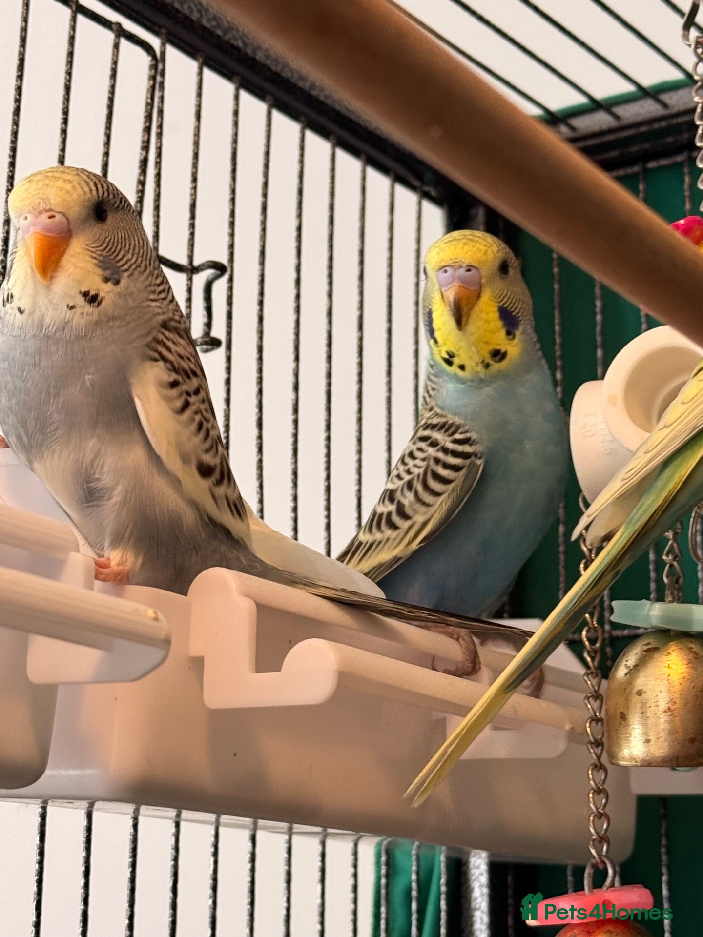Budgerigars birds for sale: Budgies available 8 to 10 Weeks Old  PLS READ AD  - Advert 2