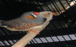Finches birds for sale: Pair zebra finches - Image 1