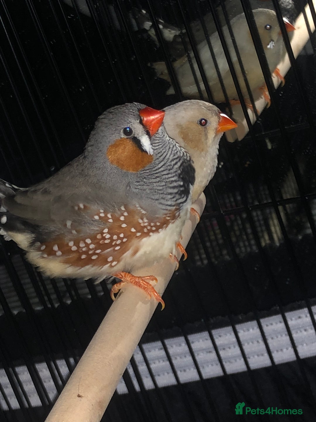 Finches birds for sale: Pair zebra finches - Image 1