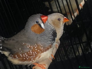 Finches birds - Advert 1