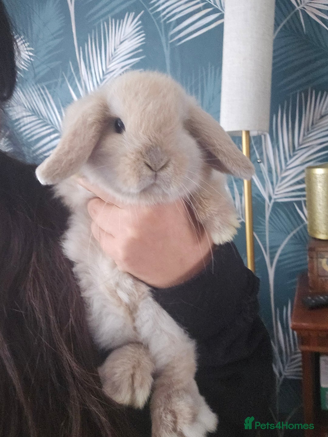 Mini Lop rabbits for sale: 2 Beautiful Mini Lop Baby Does  - Advert 8