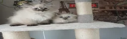 Siberian cats for sale: Beautiful Siberian kittens  in Wigan - Advert 3