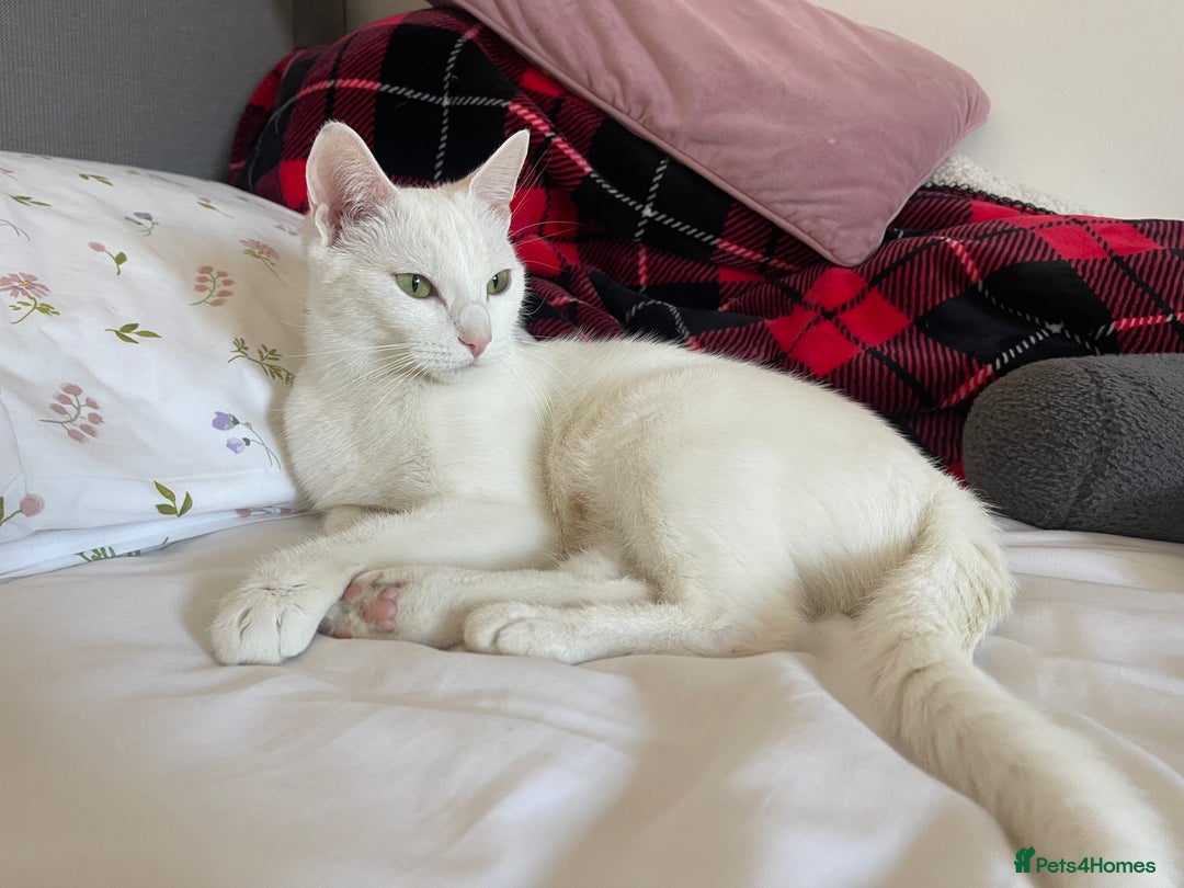 Ragdoll cats for sale: Snow White Ragdoll cat with mother - Image 5