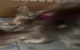 Mixed Breed cats for sale: MaineCoon x X British blue/Scottish fold  - Image 8