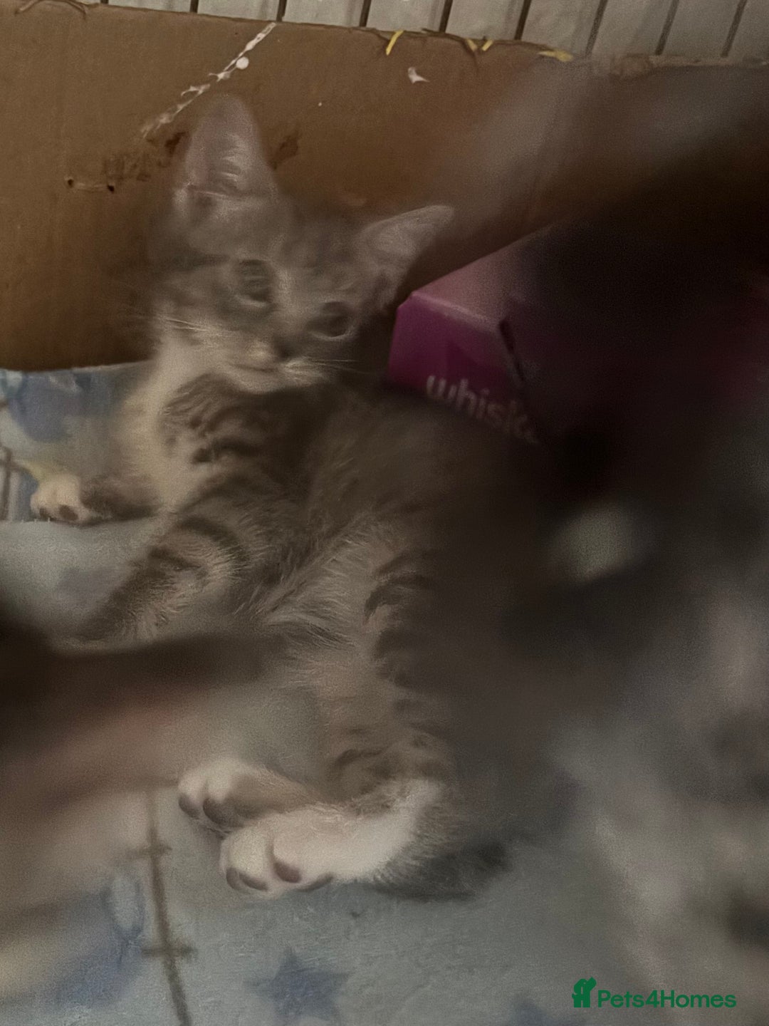 Mixed Breed cats for sale: MaineCoon x X British blue/Scottish fold  - Image 8