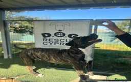 Mixed Breed dogs for adoption: Elle - 4 years old, Gorgeous Brindle Girl - Image 4