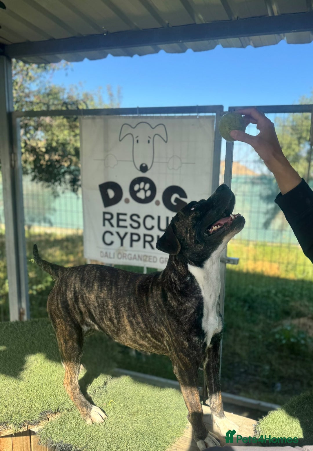 Mixed Breed dogs for adoption: Elle - 4 years old, Gorgeous Brindle Girl - Image 4