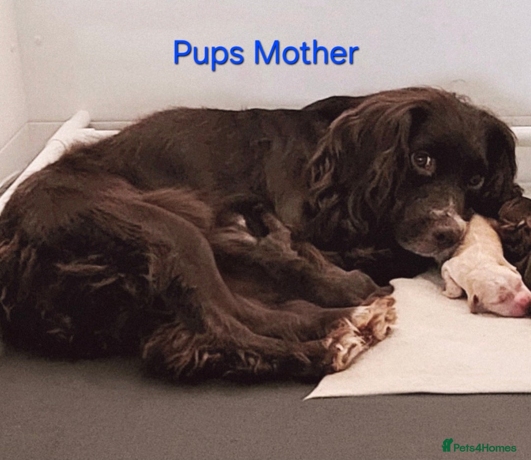 Cocker Spaniel dogs for sale: Exceptional KC Reg Working Cocker Spaniel Puppies - Image 17