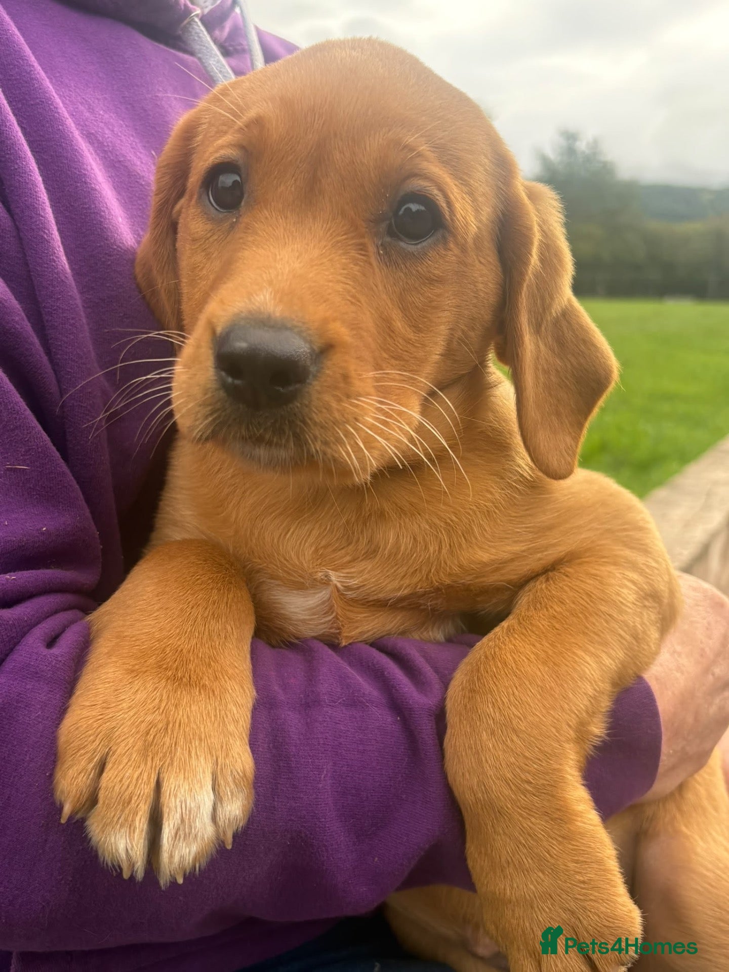 Labrador Retriever dogs KC registered Fox Red Labrador puppies - Advert 2