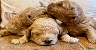 Cavapoo dogs - Advert 8