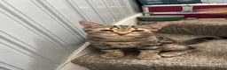 Bengal cats for sale: Gorgeous Bengal cross kittens  - Advert 3