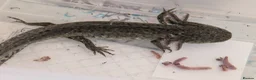 Axolotl reptiles for sale: 3 females hypo axolotl babies - Advert 25