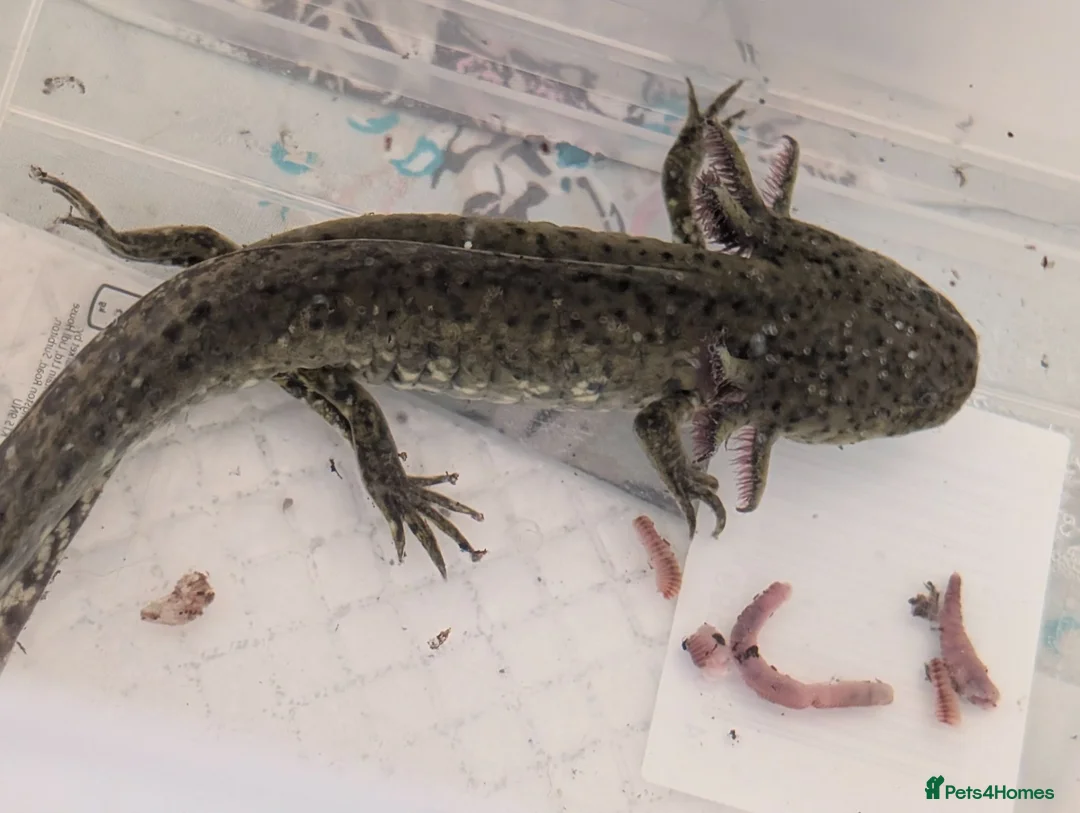 Axolotl reptiles for sale: 3 females hypo axolotl babies - Advert 25