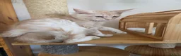 Maine Coon cats for sale: Two beautiful Maine Coon kittens - Advert 8
