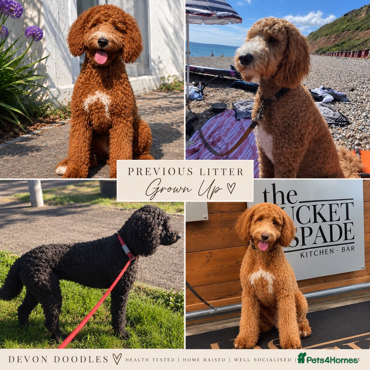 Australian Labradoodle dogs Exceptional Australian Labradoodles - Advert 2