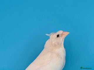 Finches birds Bengalese finches - Advert 4