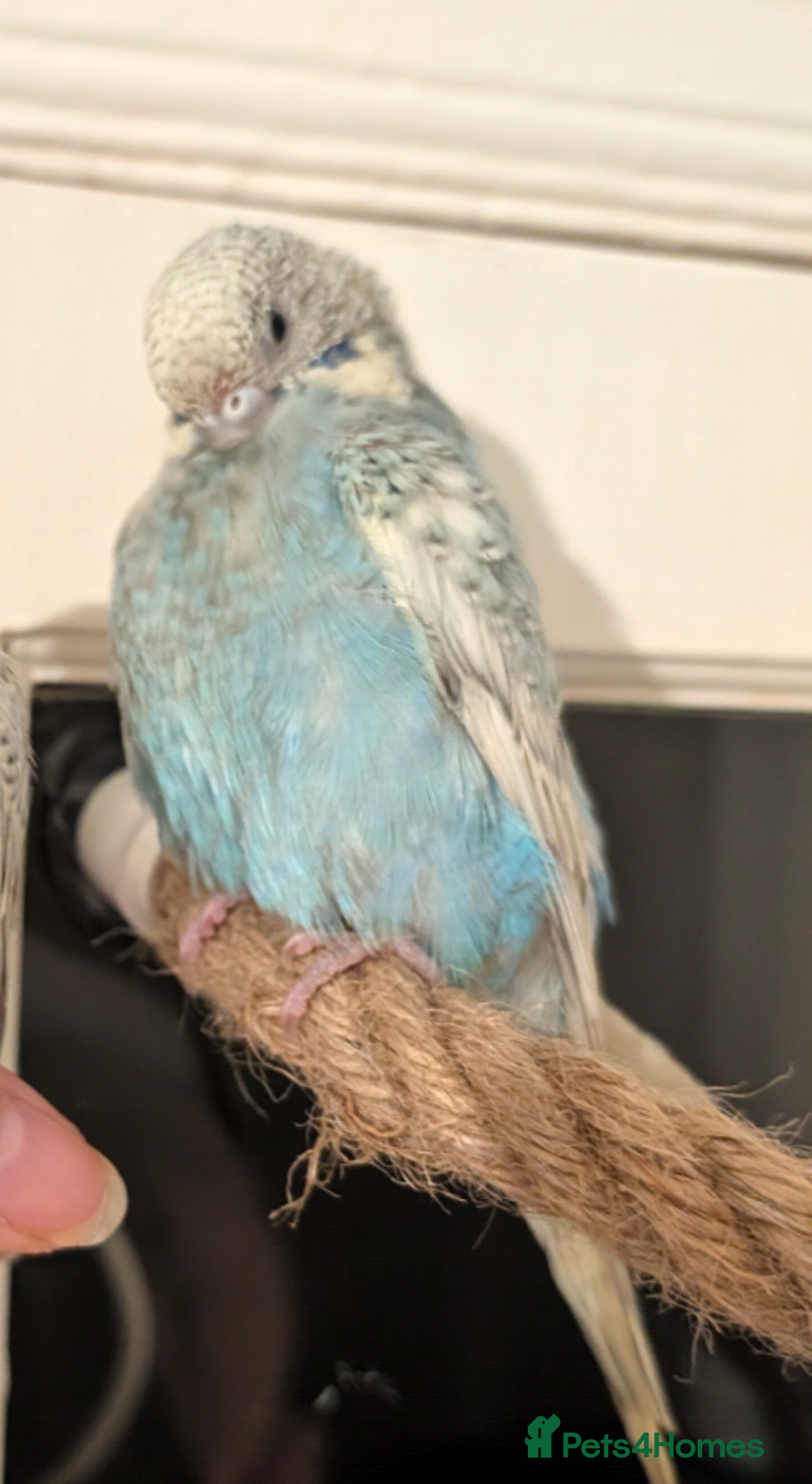 Budgerigars birds for sale: 2 Budgies and Cage - Advert 6