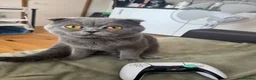 Scottish Fold cats for sale: Lovely domestic shorthair cat needing new home in Welwyn Garden City - Advert 11