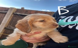 Cocker Spaniel dogs for sale: Purebred cocker spaniel pups in Buckingham - Image 10