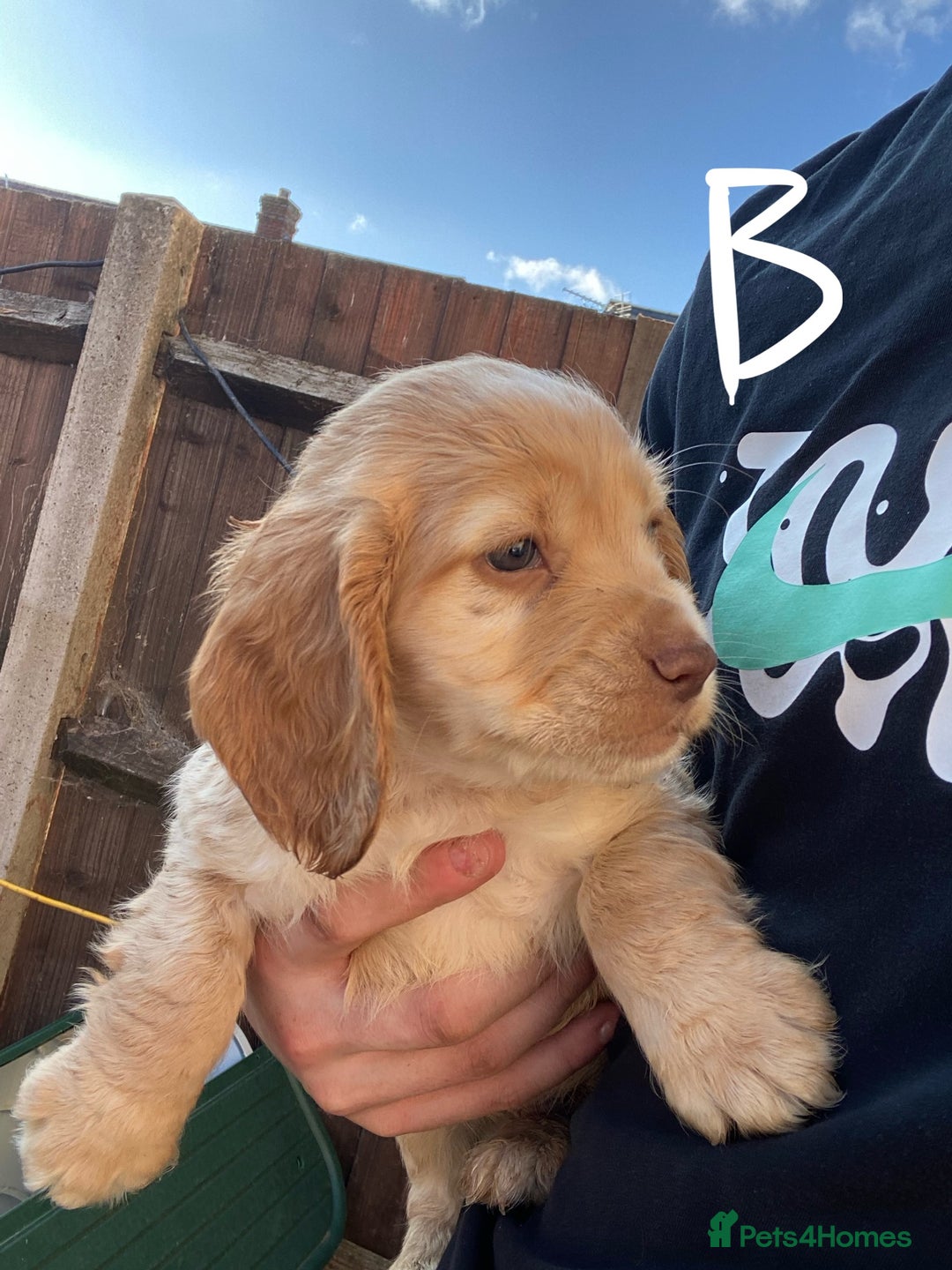 Cocker Spaniel dogs for sale: Purebred cocker spaniel pups in Buckingham - Image 10
