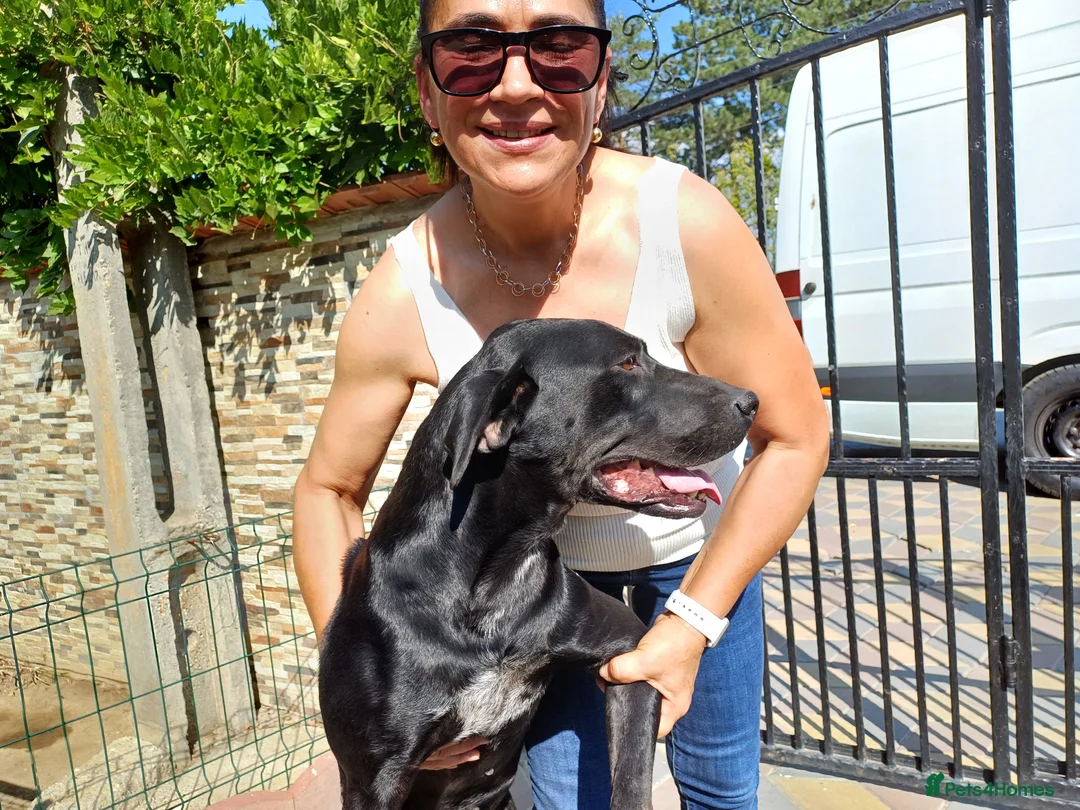 Mixed Breed dogs for adoption: Beautiful and Gentle JULIETTE - for a Loving Home in Nottingham - Advert 28