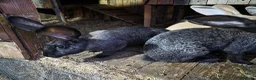 Continental Giant rabbits for sale: Continental giant rabbits Born on 3rd May - Advert 3