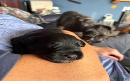 Miniature Schnauzer dogs for sale: Stunning pure black miniature schnauzer puppy - Image 8