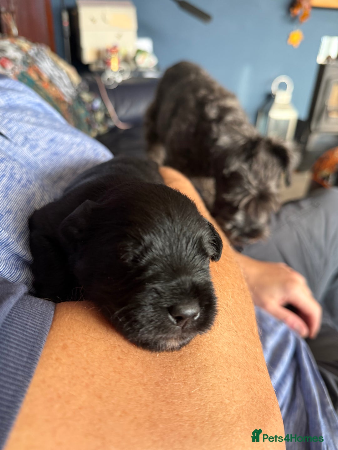 Miniature Schnauzer dogs for sale: Stunning pure black miniature schnauzer puppy - Image 8