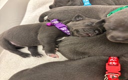 Staffordshire Bull Terrier dogs for sale: Beautiful Blue Stafford bullterriers - Image 13