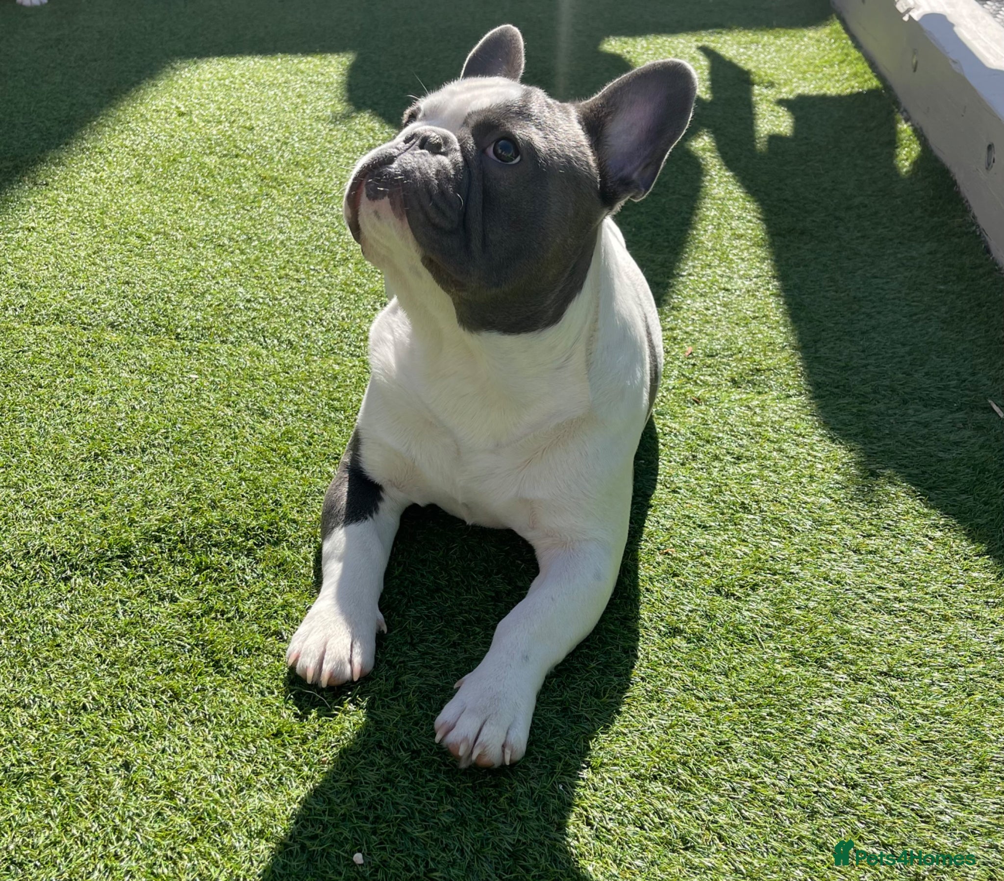 French Bulldog dogs Male French Bulldog Looking for a Loving New Home - Advert 7