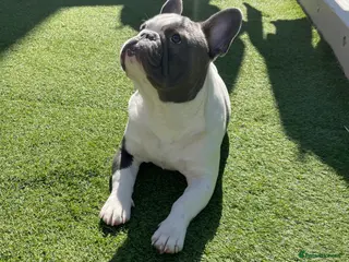 French Bulldog dogs Male French Bulldog Looking for a Loving New Home - Advert 1