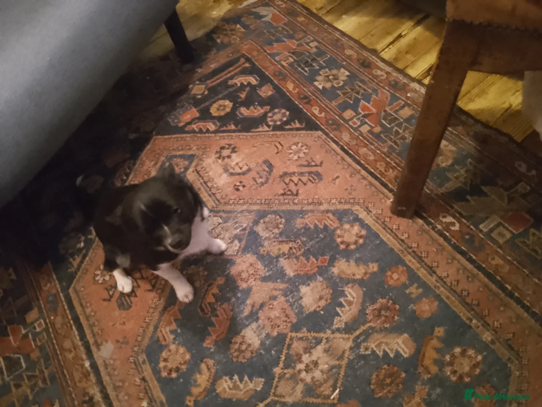 Chihuahua dogs for sale: Chihuahua boy  - Advert 2