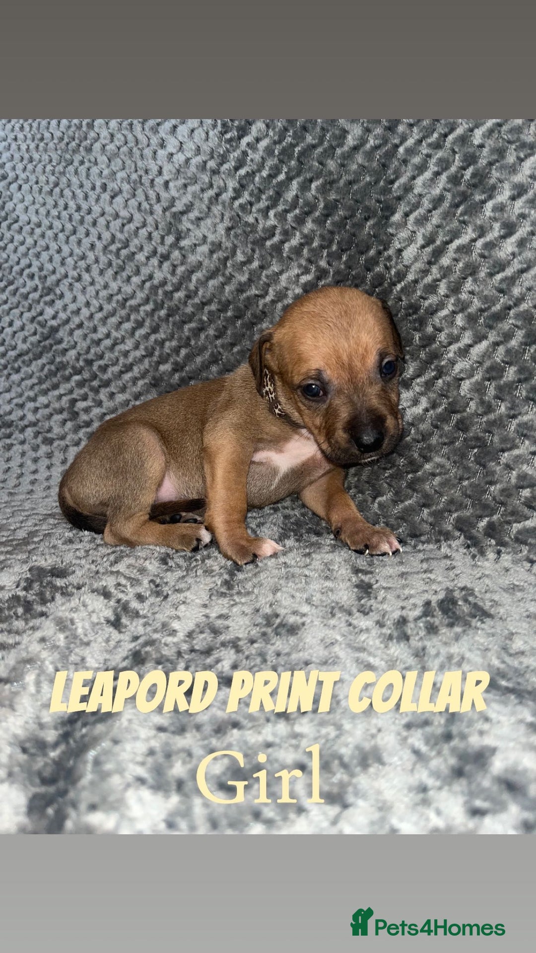 Mixed Breed dogs for sale: 11 Lurcher x Staffy pups for Sale! - Advert 6