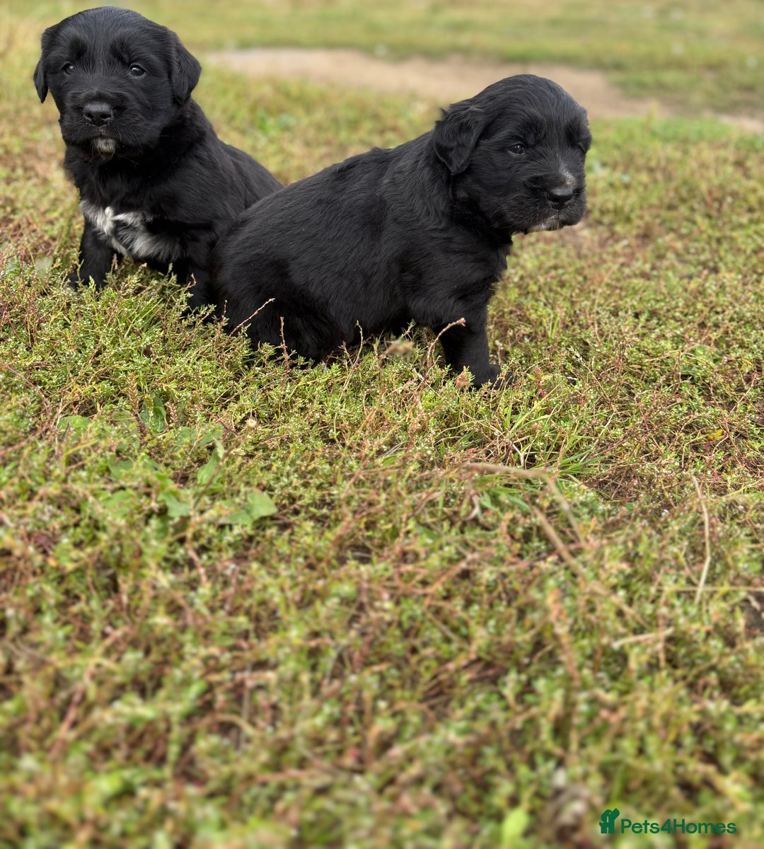 Mixed Breed dogs for sale: Bernese X Golden Retriever Puppies - Image 21