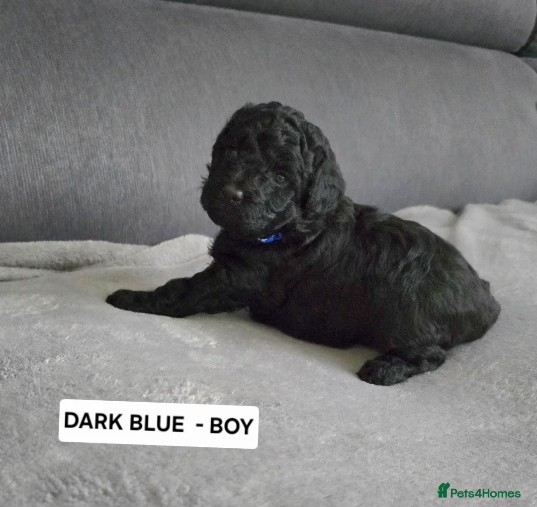 Toy Poodle dogs for sale: BEAUTIFULL BLACK TOY POODLES  - Advert 9