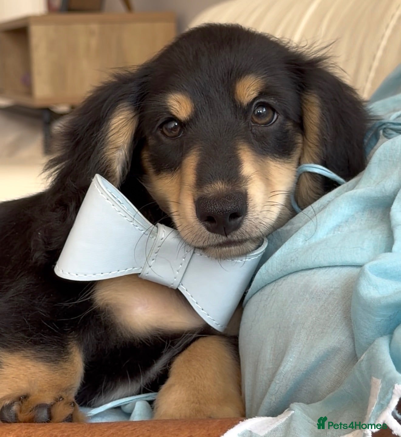Miniature Dachshund dogs LONGHAIRED MINIATURE DACHSHUNDS  - Advert 1