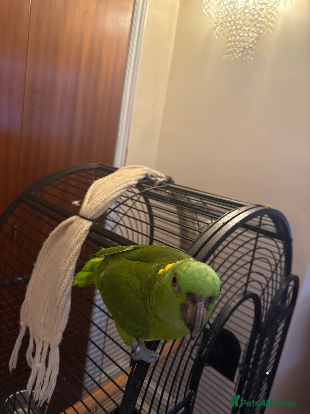 Parrots birds for sale: Female Yellow-naped Amazon Parrot With Papers - Advert 2