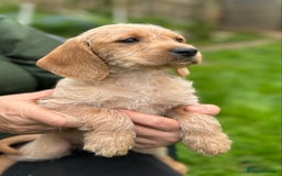 Hungarian Vizsla dogs for sale: VIZSIPOO puppies, Vizsla x Miniature Poodle - Image 13
