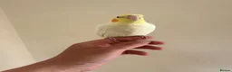 Cockatiels birds for sale: Hand reared cockatiels  in Swanage - Advert 4