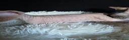Sphynx cats for sale: Beautiful Canadian Sphynx Kittens Available 💎 - Advert 23