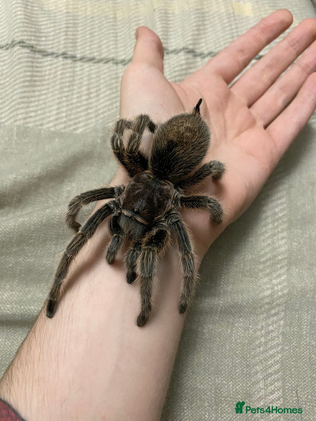 Mixed Breed invertebrates for sale: Rehoming & Rescue (NOT FOR SALE) - Advert 2