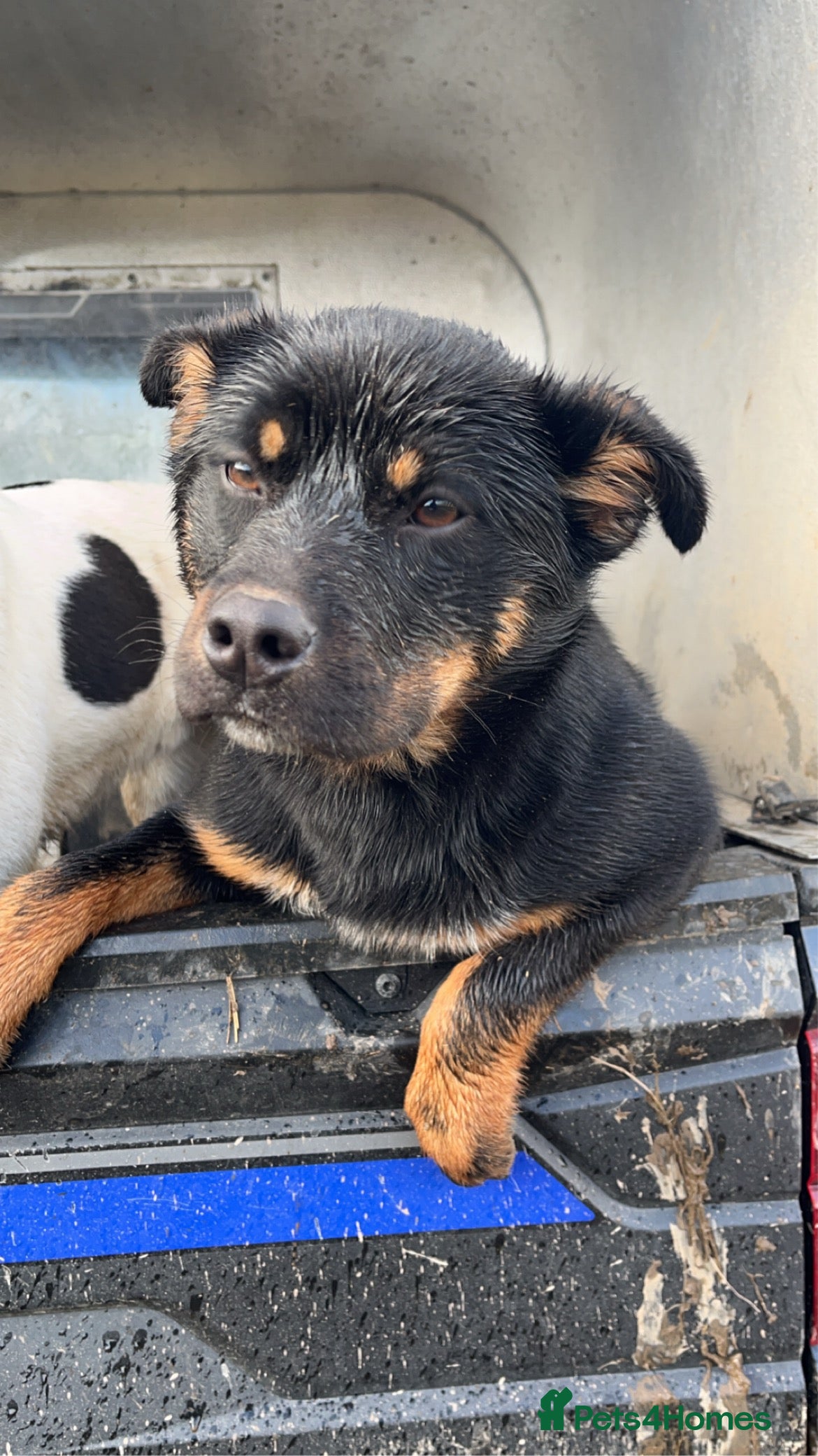 Mixed Breed dogs kelpie/blue heelers - Advert 11