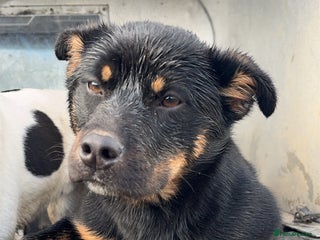 Mixed Breed dogs kelpie/blue heelers - Advert 11