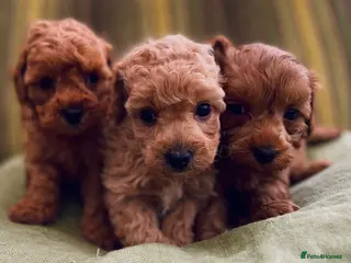 Maltipoo dogs MALTIPOO PUPPIES 5 STAR LICENSED BREEDER - Advert 12