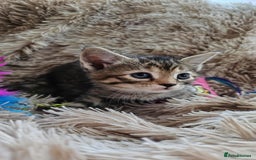 Mixed Breed cats for sale: 7 cute kittens - Image 7