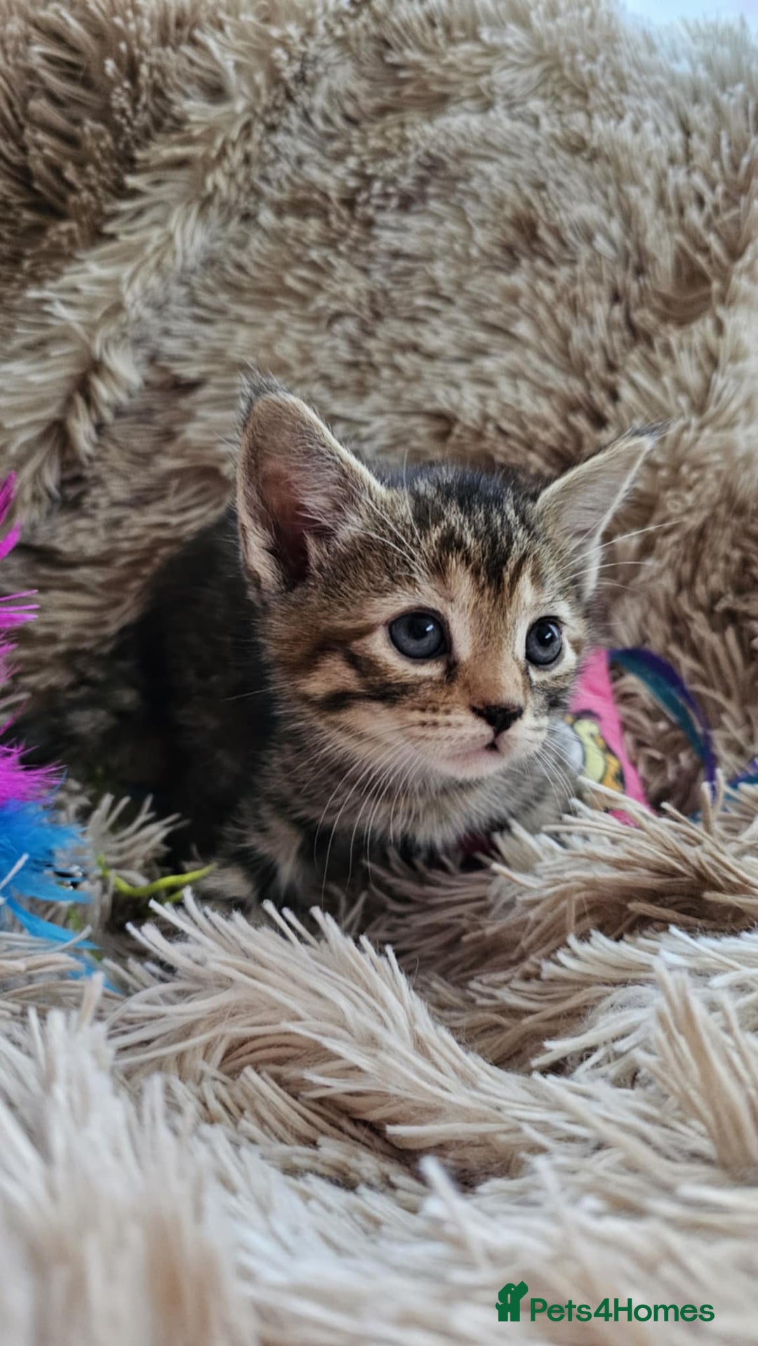 Mixed Breed cats for sale: 7 cute kittens - Image 7