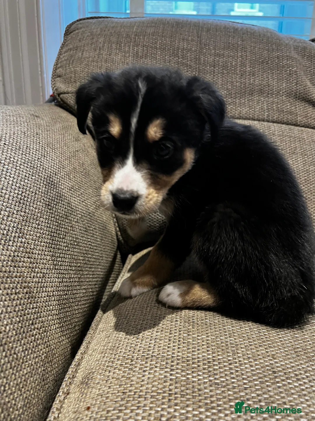 Mixed Breed dogs for sale: Bernese X Huskydor Pups - Advert 17
