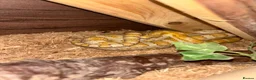 Corn Snake reptiles for sale: Corn snake for sale - Advert 4