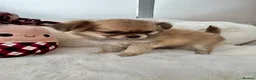 Chihuahua dogs for sale: KC LONG COAT CHIHUAHUAS - Advert 8