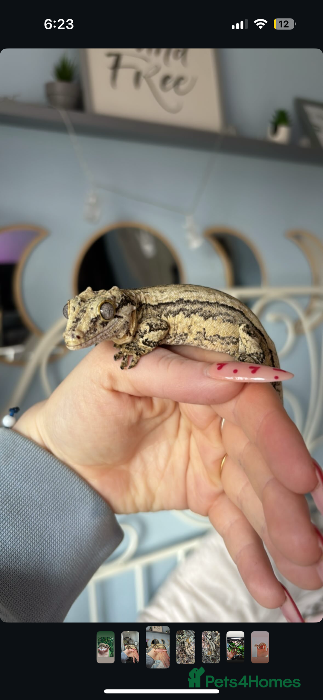 Gecko reptiles for sale: Female gargoyle gecko  - Image 3